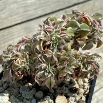 SH35394 Aeonium ‘Sunburst’ f. cristata