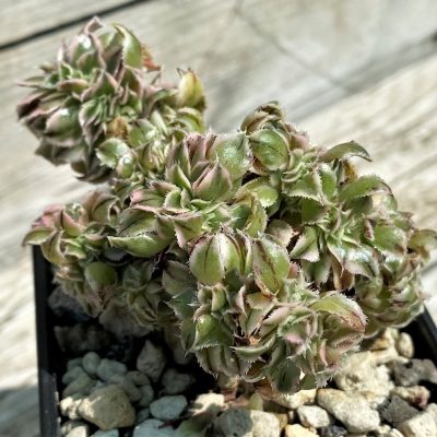 SH35395 Aeonium ‘Sunburst’ f. cristata