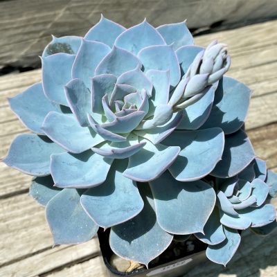 SH35359 Echeveria ‘Morning Beauty’ hybrid