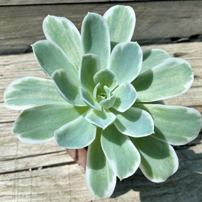 SH35360 Echeveria 'Lemon Rose' f. variegata