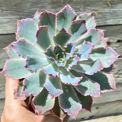 SH35361 Echeveria 'Neon Breakers'
