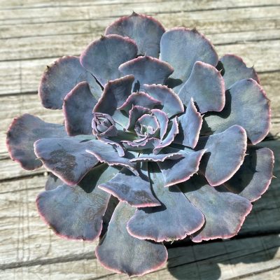 SH35362 Echeveria 'Shaviana'