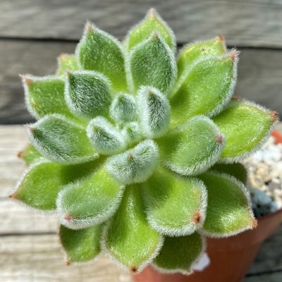 SH35363 Echeveria 'Doris Taylor'