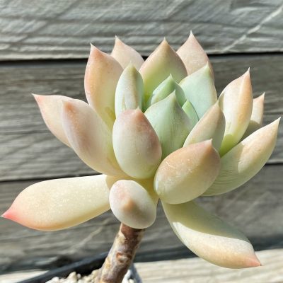 SH35364 Pachyphytum 'Solomon Angel Fingers'