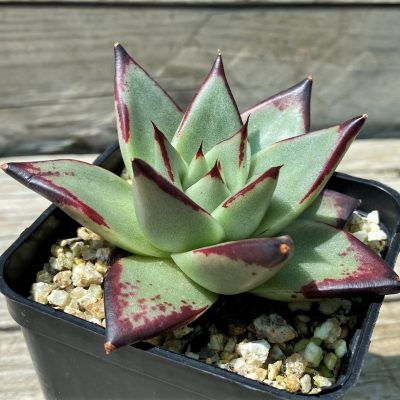 SH35365 Echeveria agavoides 'Ebony'