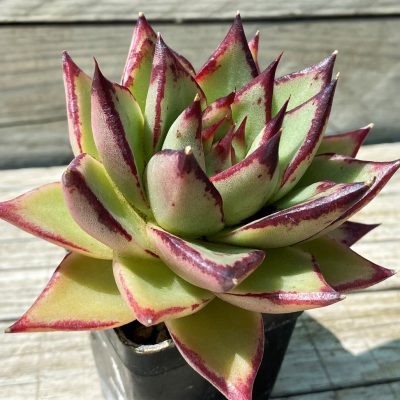 SH35366 Echeveria agavoides 'Ebony'