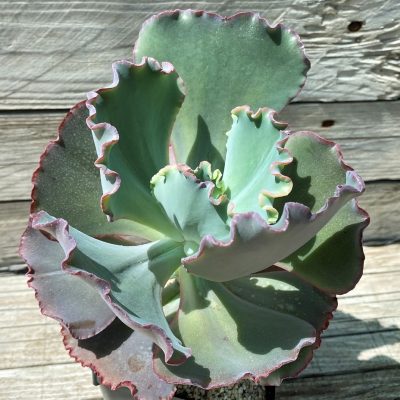 SH35356 Echeveria 'Coral Reef'
