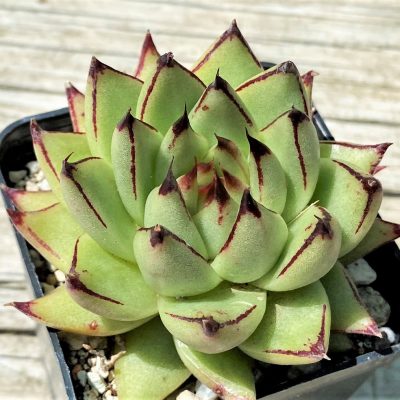 SH35367 Echeveria agavoides