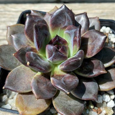SH35368 Echeveria ‘Dark Chocolate’