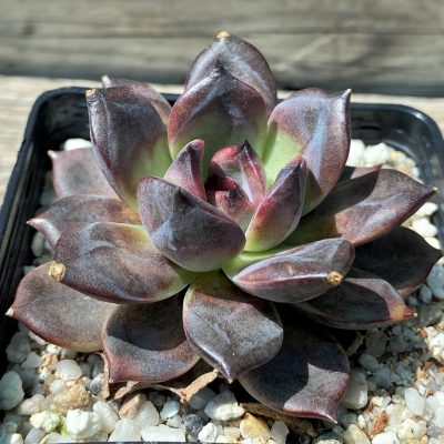 SH35369 Echeveria ‘Dark Chocolate’