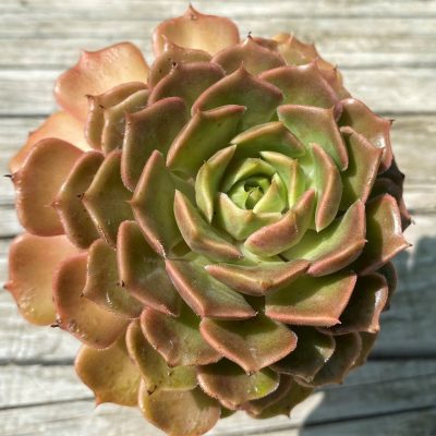 SH35370 Echeveria ‘Brown Rose’