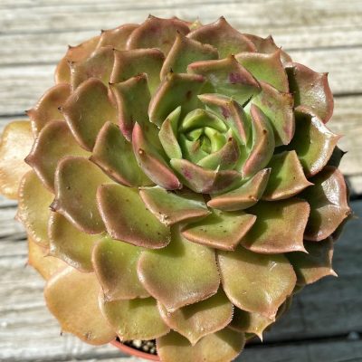 SH35371 Echeveria ‘Brown Rose’