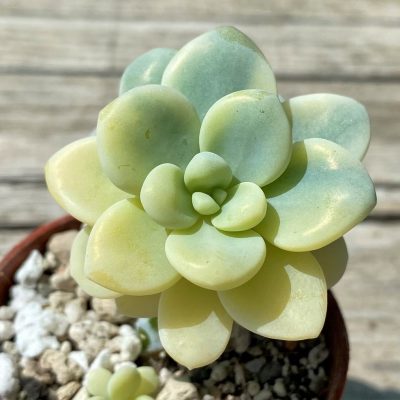 SH35372 Sedum clavatum f.variegata