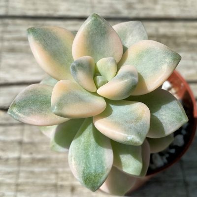 SH35373 Graptoveria 'Titubans' f. variegata