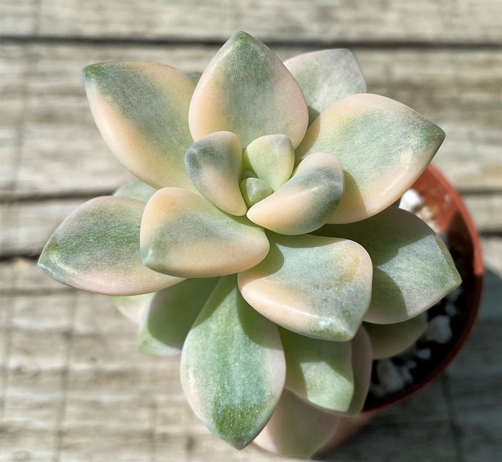 SH35373 Graptoveria 'Titubans' f. variegata