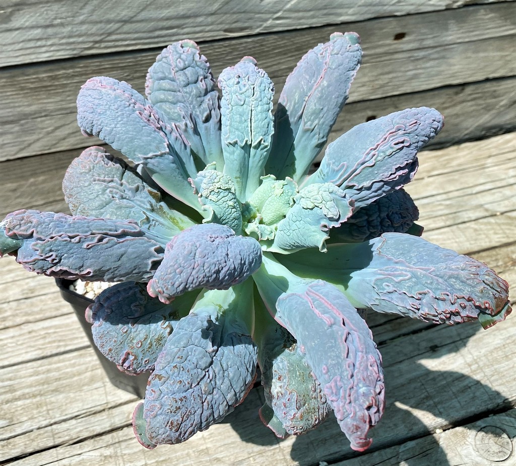 SH35357 Echeveria 'Linguas' - Image 3