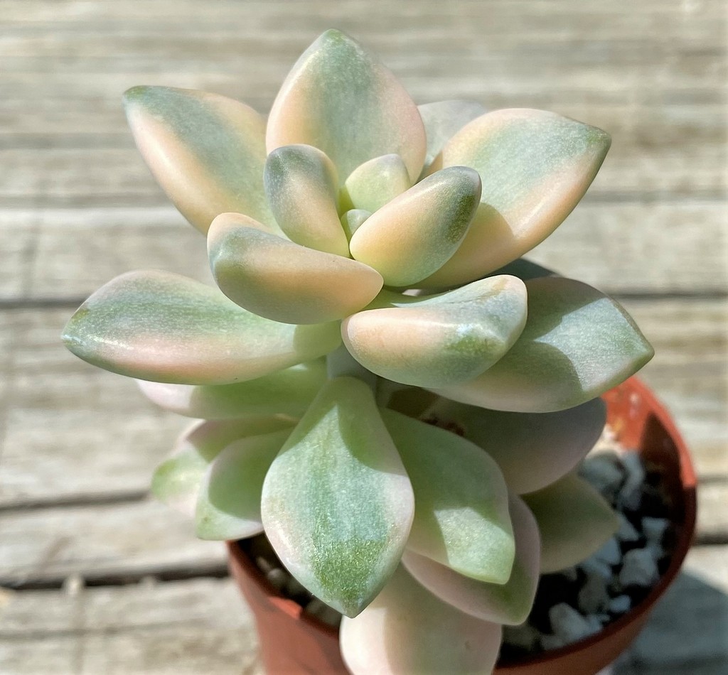 SH35373 Graptoveria 'Titubans' f. variegata - Image 2
