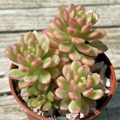 SH35374 Sedum 'Joyce Tulloch' f. variegata