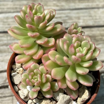 SH35375 Sedum 'Joyce Tulloch' f. variegata