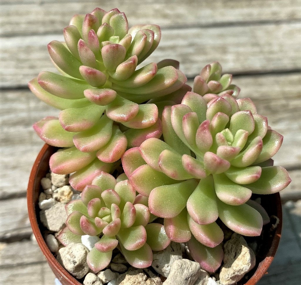 SH35375 Sedum 'Joyce Tulloch' f. variegata