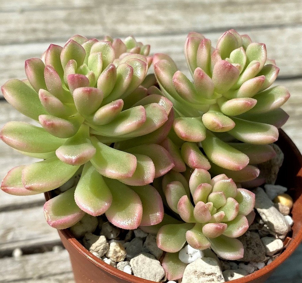 SH35375 Sedum 'Joyce Tulloch' f. variegata - Image 2