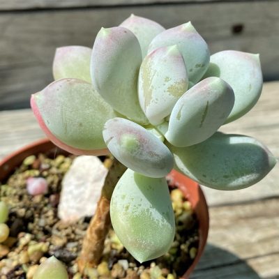 SH35376 Pchyphytum 'Oviferum Mikadukibijin'