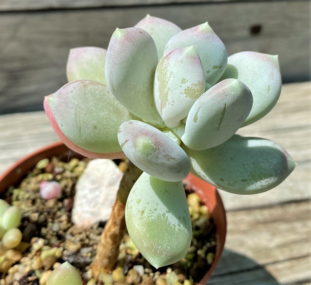 SH35376 Pchyphytum 'Oviferum Mikadukibijin'