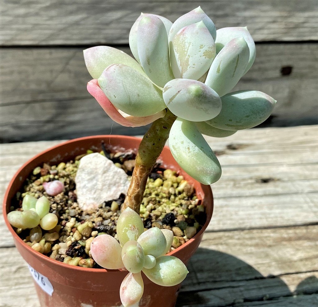 SH35376 Pchyphytum 'Oviferum Mikadukibijin' - Image 3