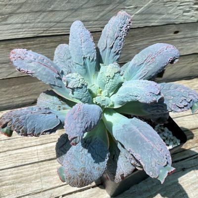 SH35357 Echeveria 'Linguas'
