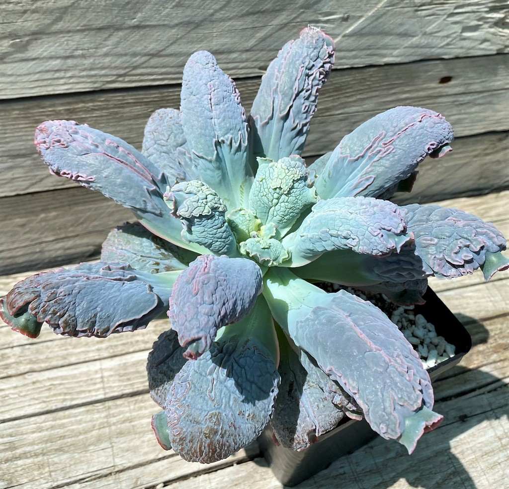 SH35357 Echeveria 'Linguas'