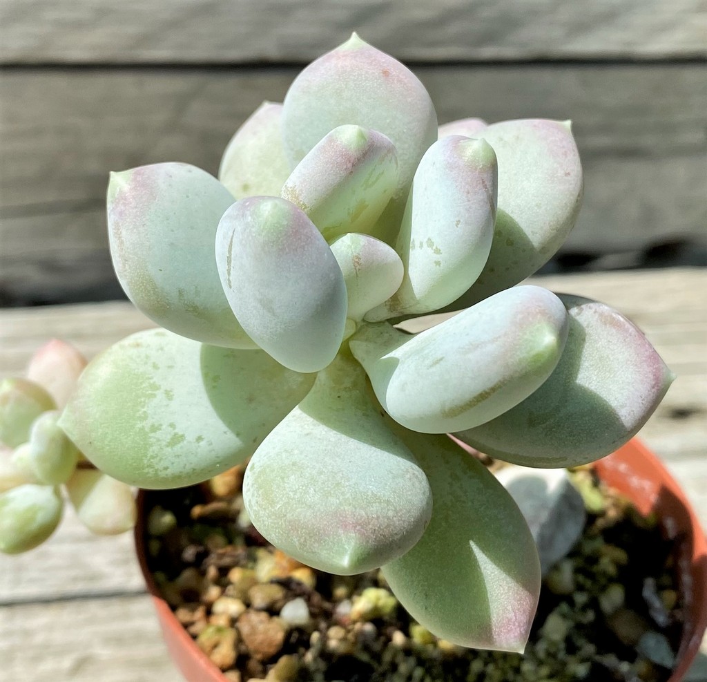 SH35376 Pchyphytum 'Oviferum Mikadukibijin' - Image 2