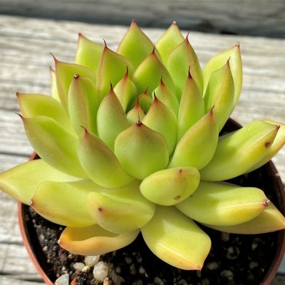 SH35377 Echeveria agavoides 'Lime'