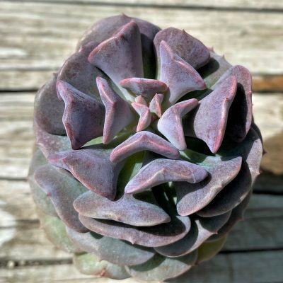 SH35378 Echeveria 'Cubic Frost'