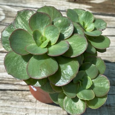 SH35379 Echeveria 'Suyon'