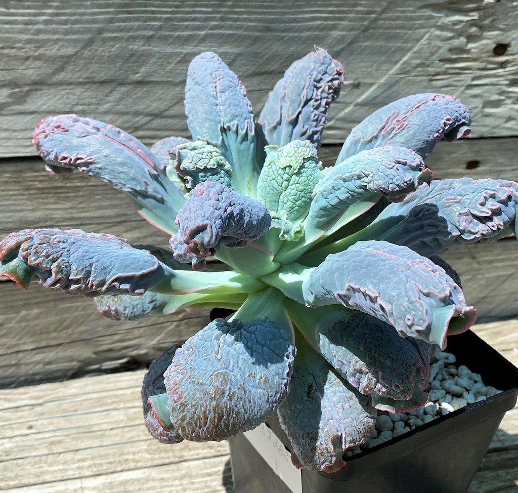 SH35357 Echeveria 'Linguas' - Image 2