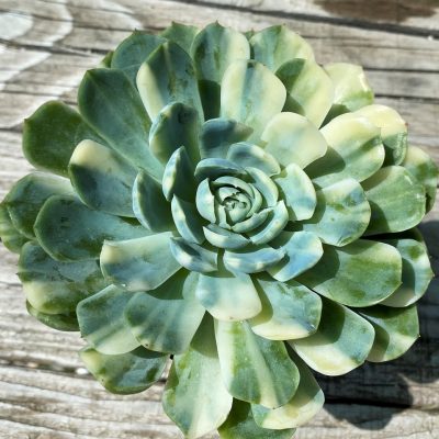 SH35380 Echeveria ‘Berry’ f. variegata