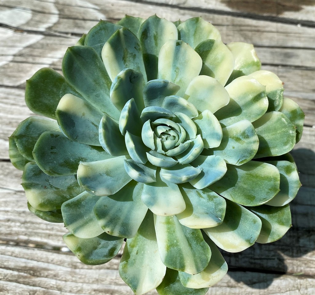SH35380 Echeveria ‘Berry’ f. variegata