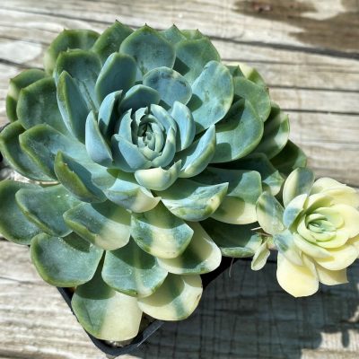 SH35381 Echeveria ‘Berry’ f. variegata
