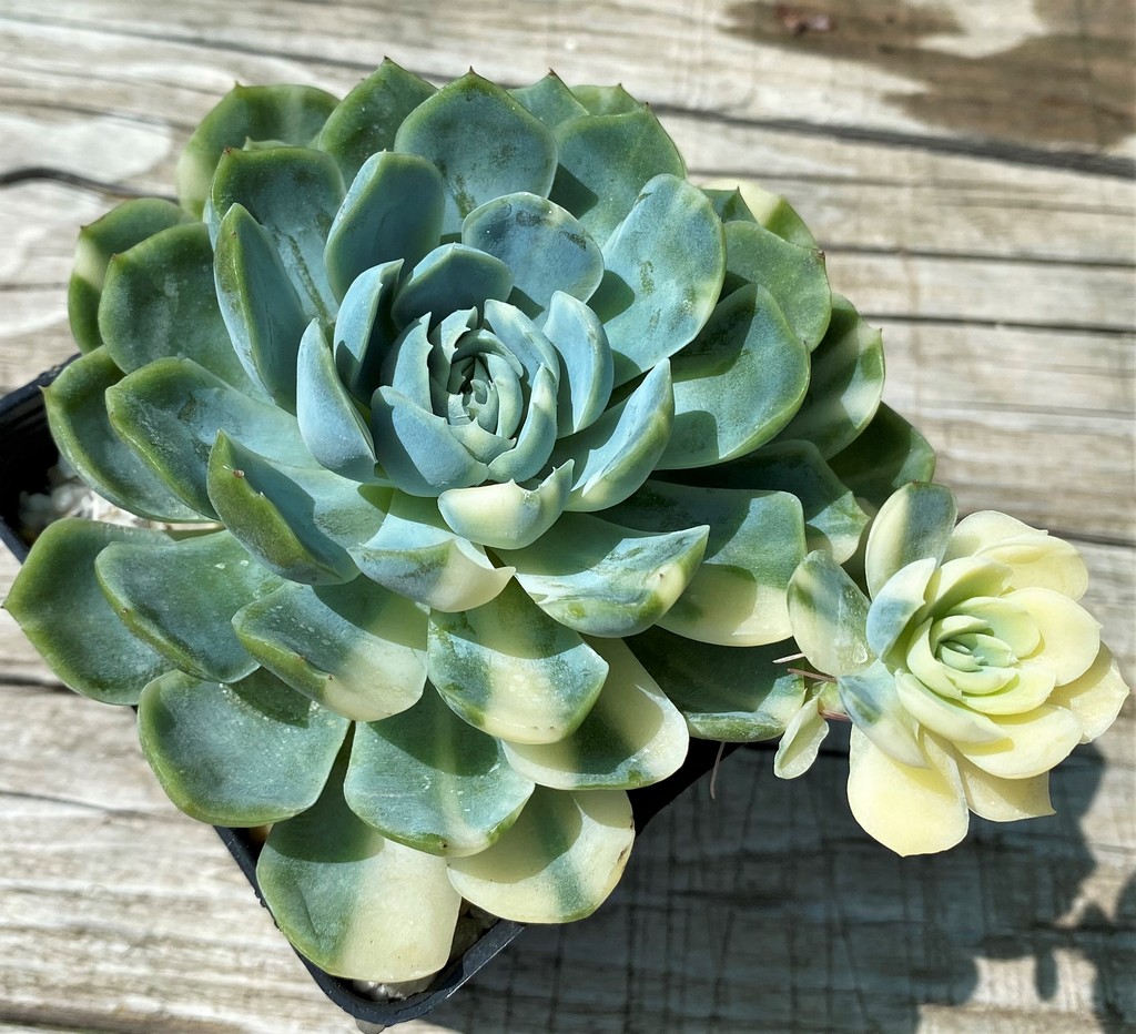 SH35381 Echeveria ‘Berry’ f. variegata