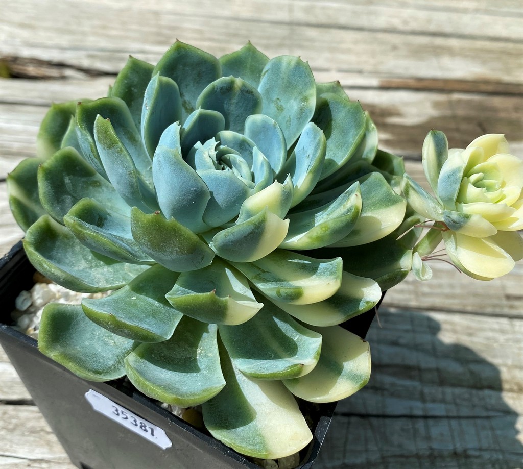 SH35381 Echeveria ‘Berry’ f. variegata - Image 2