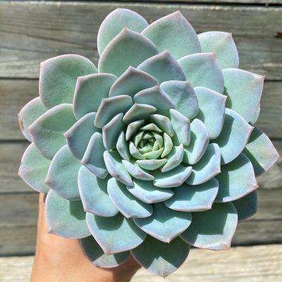 SH35382 Echeveria 'Blue Bird' hybrid
