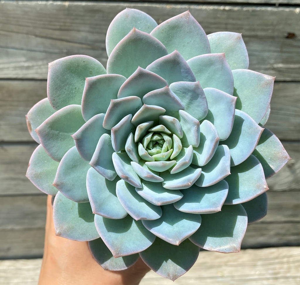 SH35382 Echeveria 'Blue Bird' hybrid