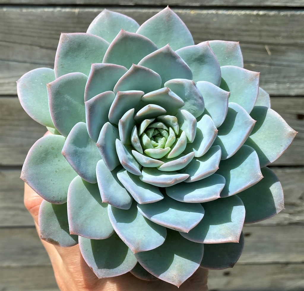 SH35382 Echeveria 'Blue Bird' hybrid - Image 2
