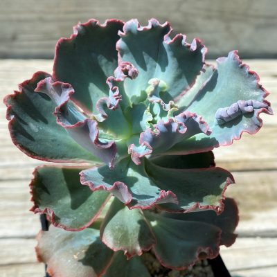SH35383 Echeveria ‘Etna’