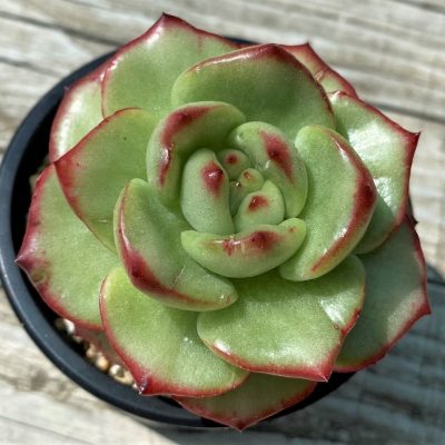 SH35384 Echeveria ‘Mont Blanc’