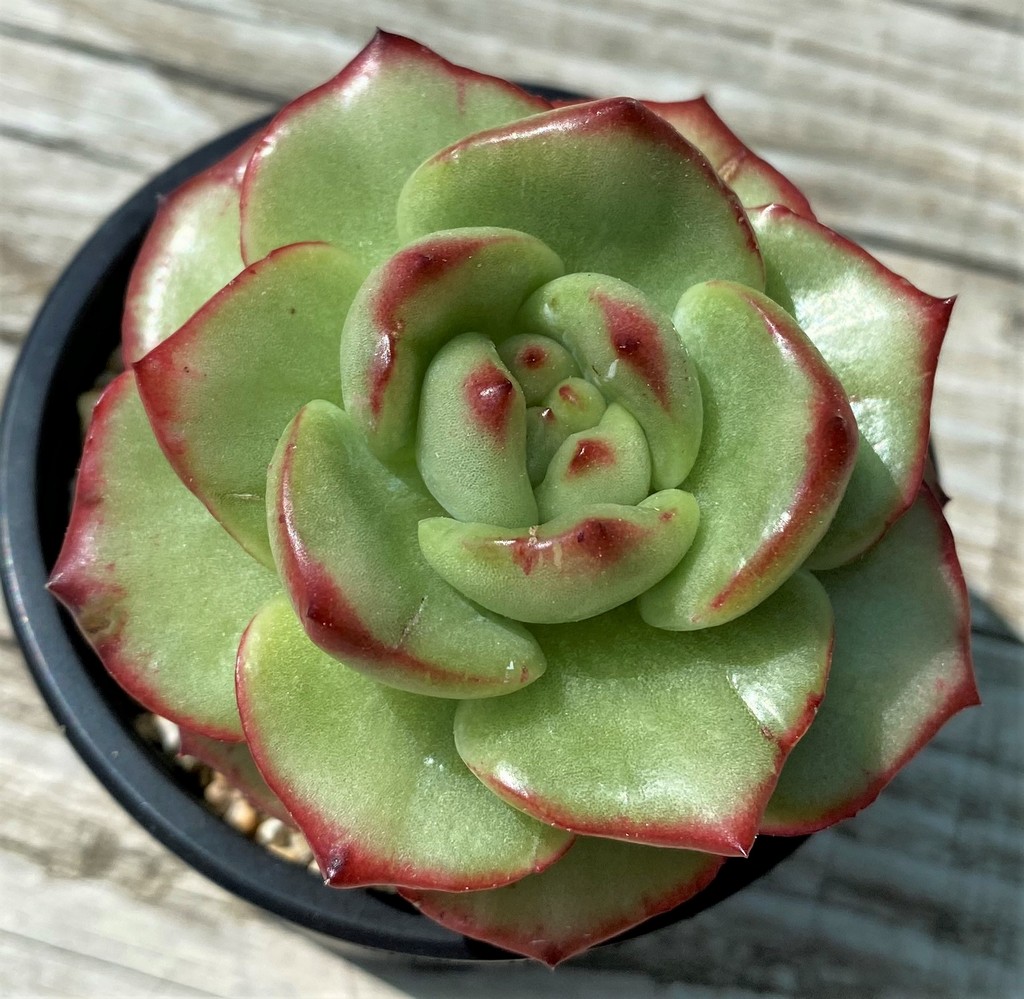 SH35384 Echeveria ‘Mont Blanc’