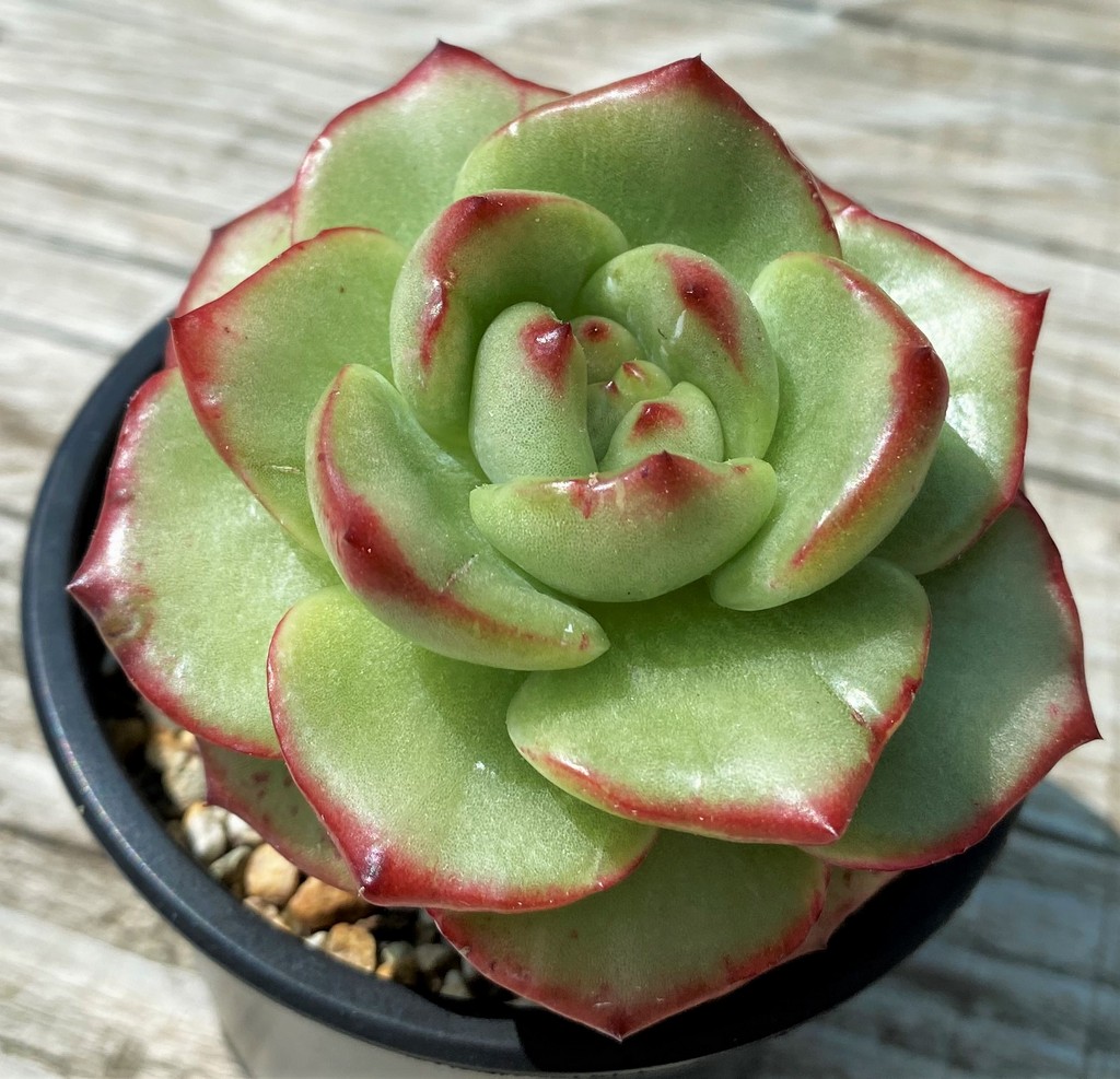 SH35384 Echeveria ‘Mont Blanc’ - Image 2