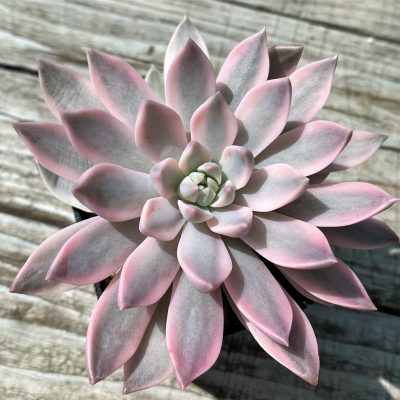 SH35385 Echeveria ‘Lina’