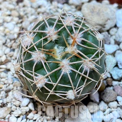 YAR35221 Gymnocalycium sutterianum
