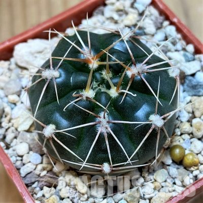 YAR35222 Gymnocalycium taningaense STO868